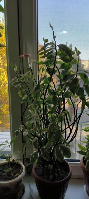 Цветы различные растения