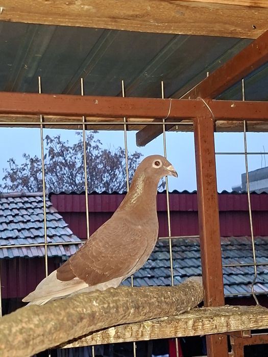 Porumbei roșii de București de vânzare