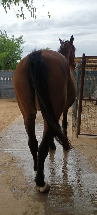 Vând iapa în vârstă de 7 ani foarte cuminte