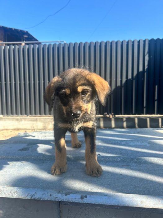 Девочка ищет дом