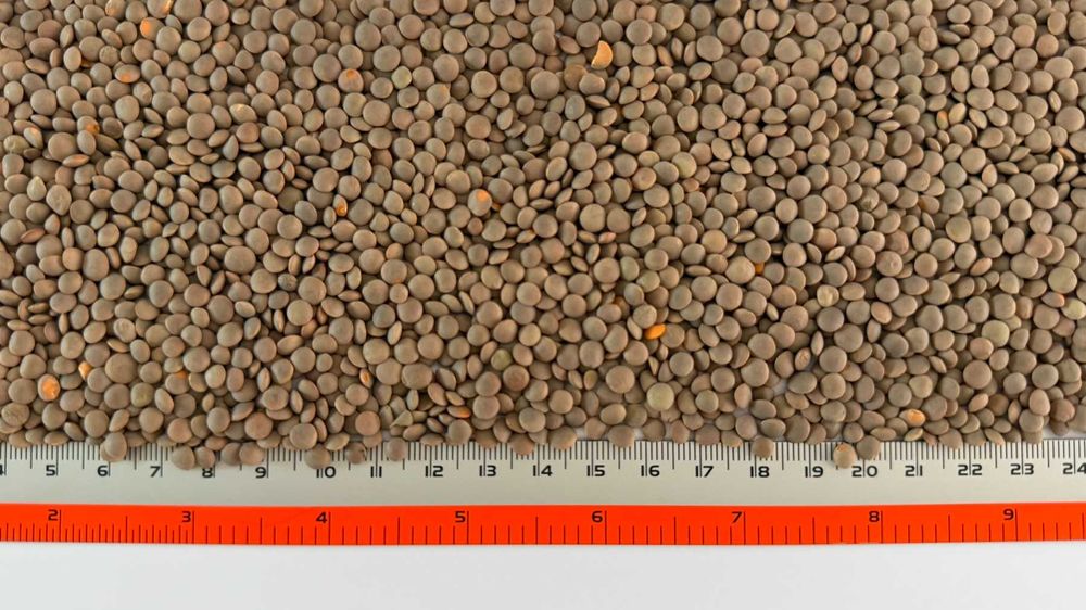 100% БЪЛГАРСКA Леща от с. Пелишат, Нова реколта - 2025