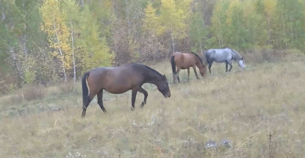 Бір табың жылқы сатам