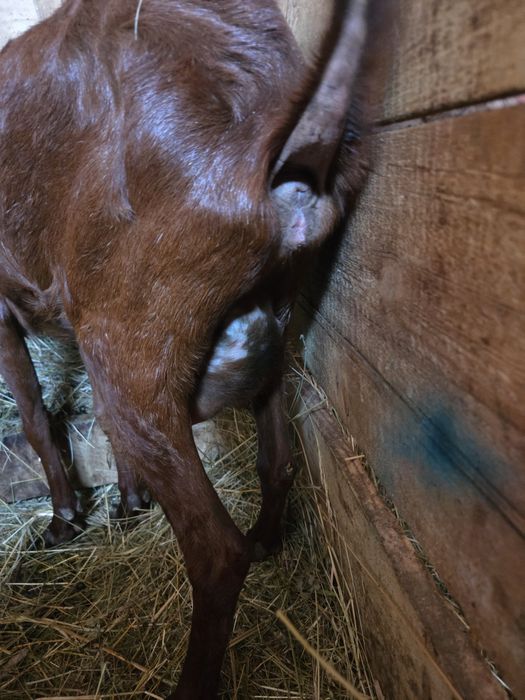 Capra murciana granada
