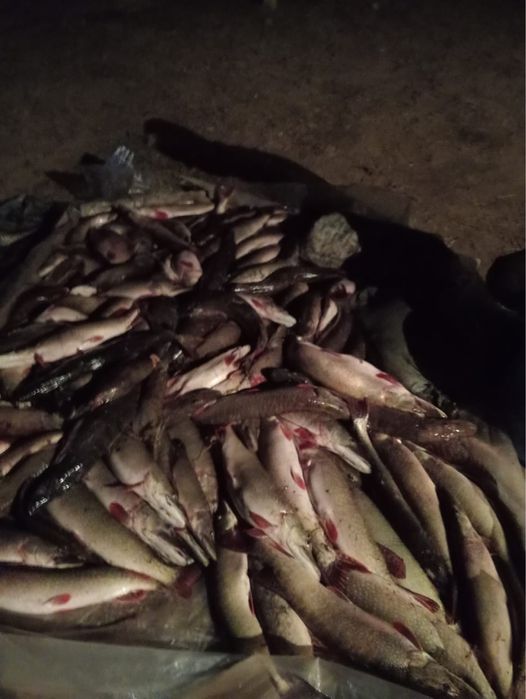 Продам свежую рыбу,Щука с Иргыза кг за 1200