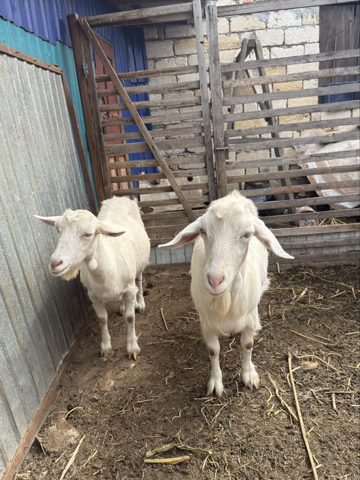 Ешки, ешкі, пародный ешки, пардоный ешкі, занен, зааненская