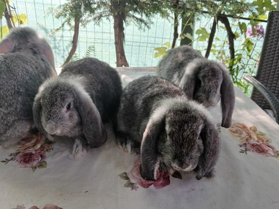 Pui de 2 luni hycol si berbec german disponibili 50 bucati 60 lei