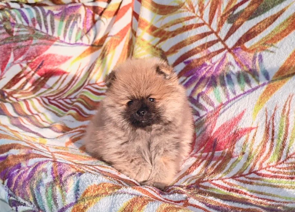 Померан померани