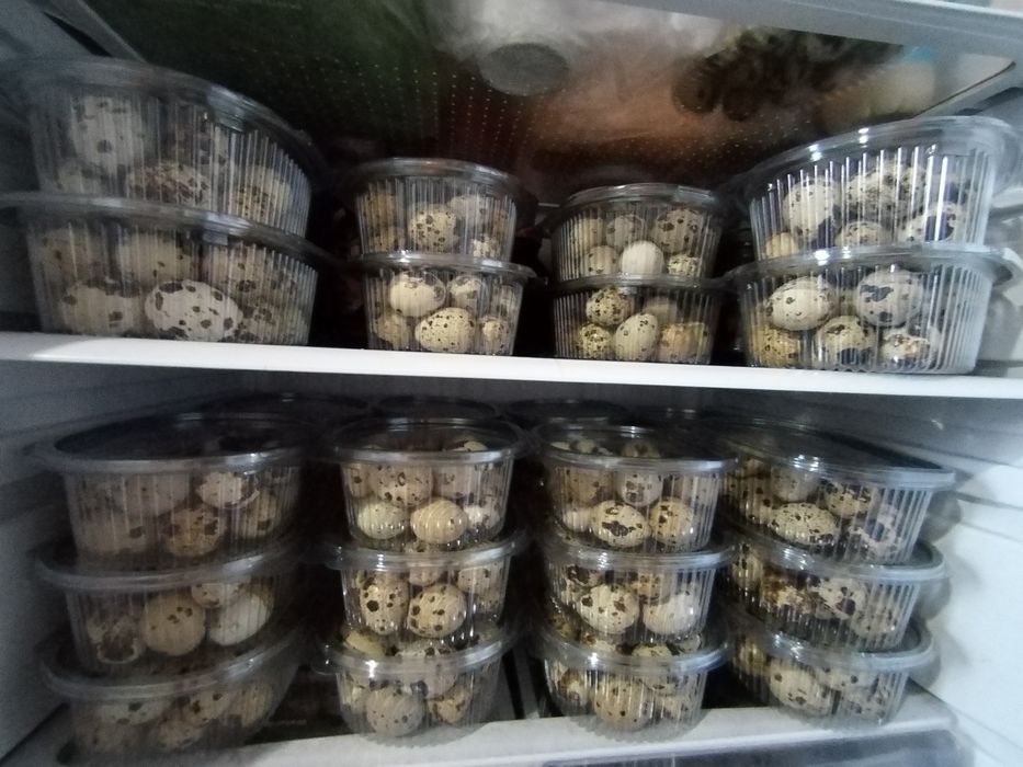 Продам яйцо перепелинное