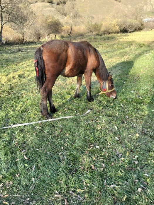 Vând mânz cuminte de 7 pe 8 luni