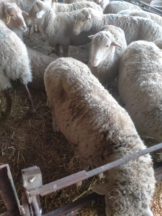 Саулық қой семіз буаз