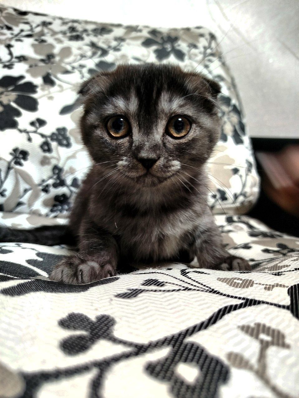 Котята Вислоухие