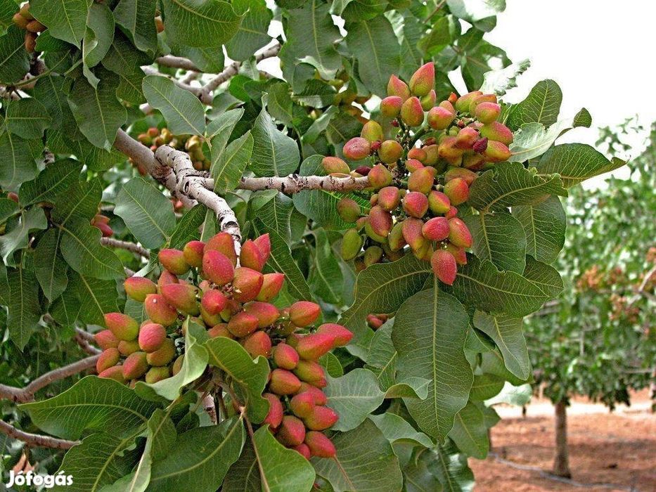 Pomi Fructiferi Exotici (FISTIC)