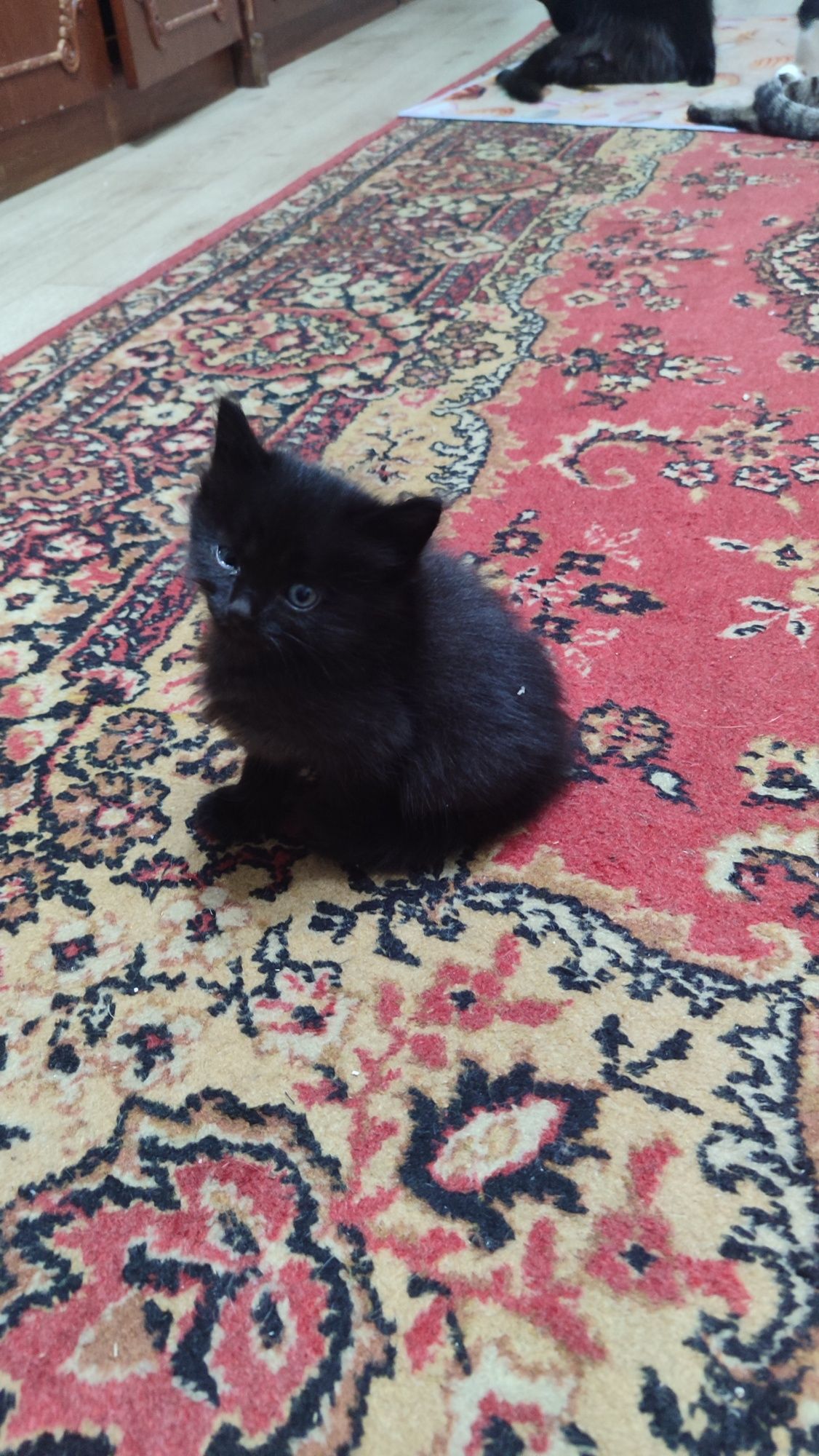 Котята  в добрые руки