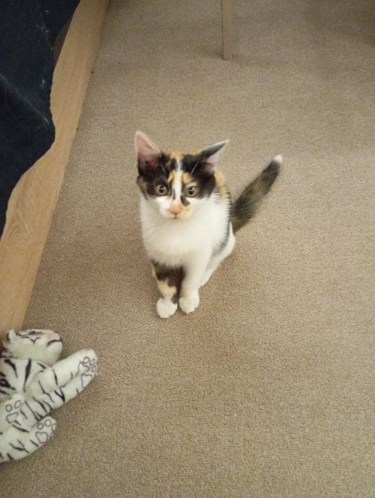 Отдам хорошую игривую кошечку в добрые руки