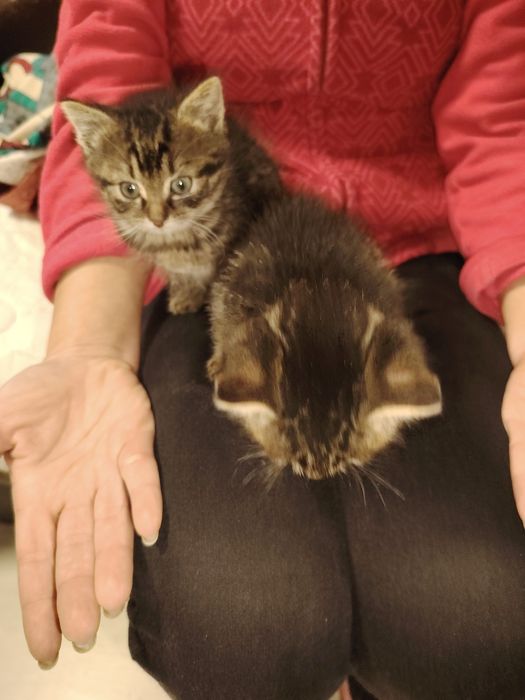 Donez doi pui pisica cca 2 luni