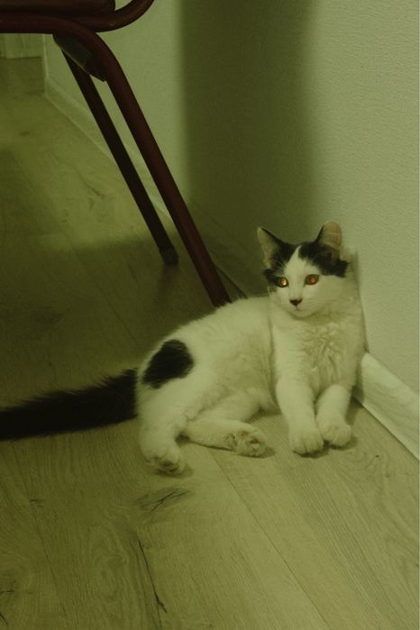 Котенок бесплатно