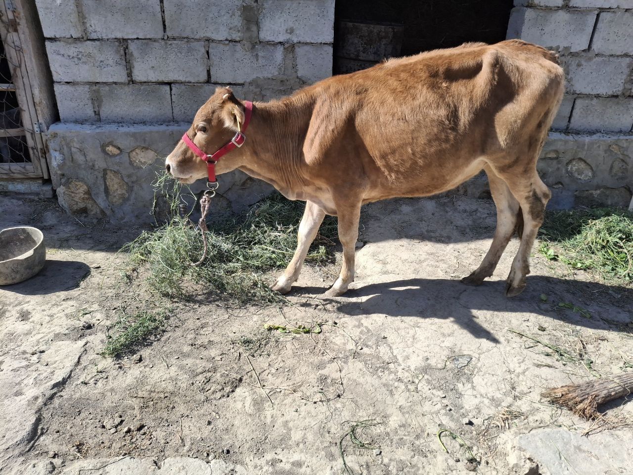 Gunojincha sotiladi yaxshi