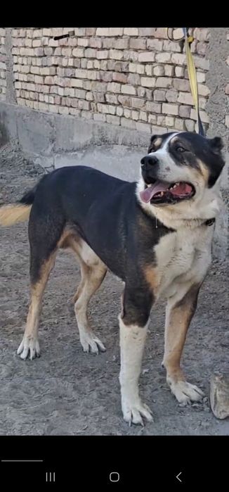 Alabay toza zoti