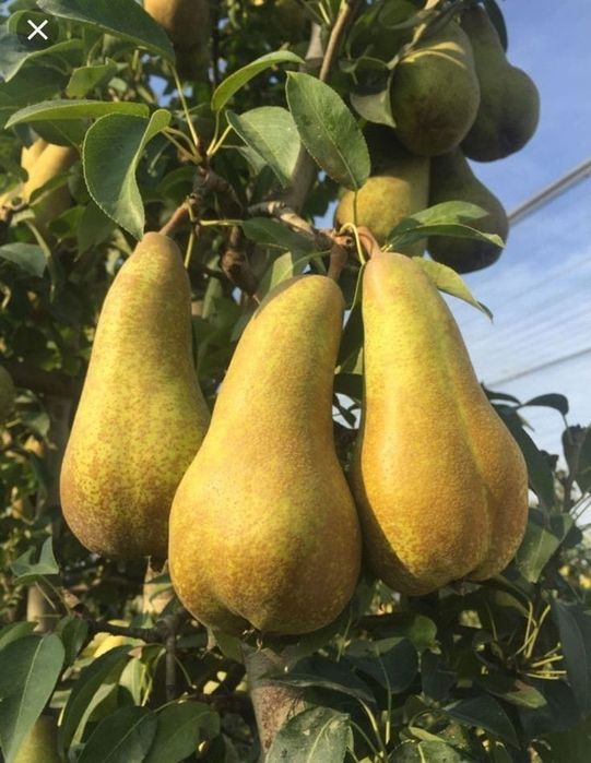 Pomi fructiferi:Ciresi.Alun.Nuc.Prun.Castan.Mar.Seminte Gizdei+Lucerna