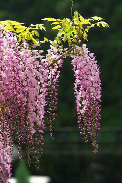 Plante ornamentale tip liana misteri galben