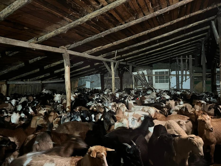 Vând 300 capre carpatine