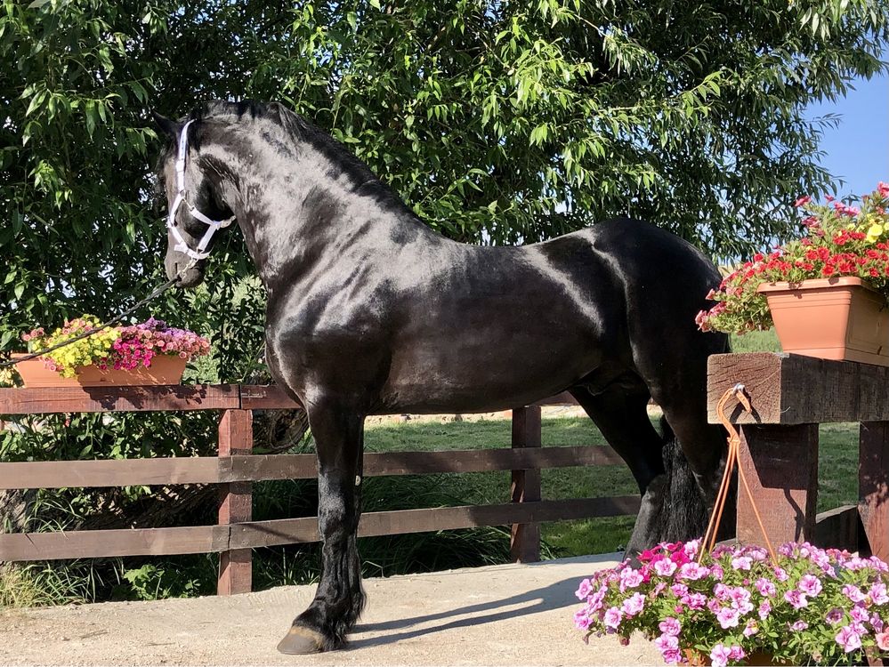 Armasar friesian Top Friz Frizian