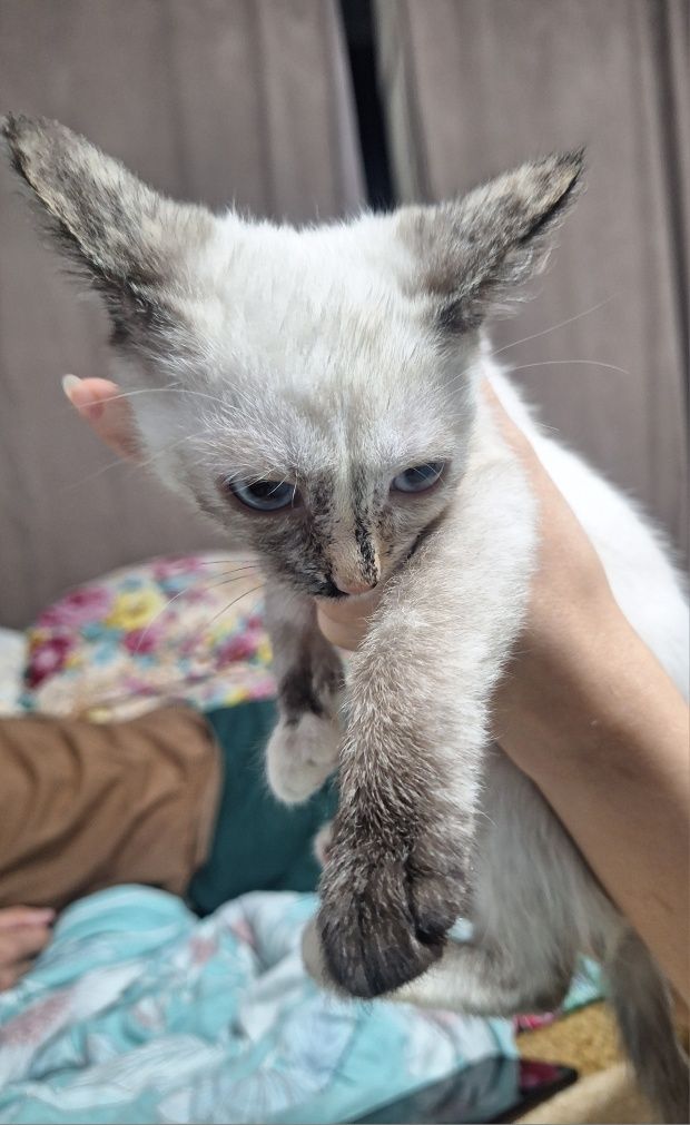 Отдам котят 2 девочки
