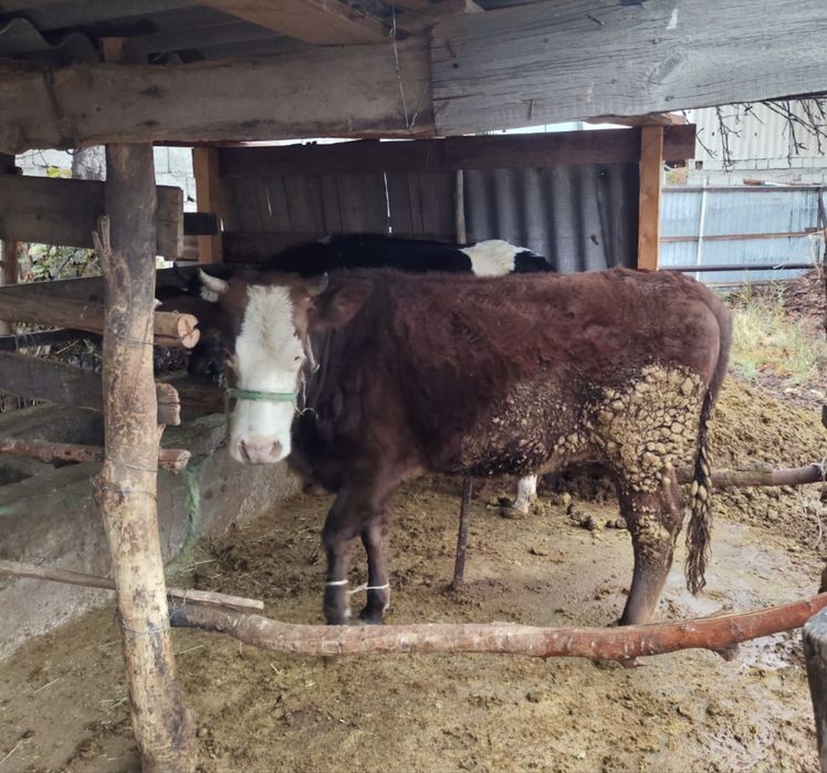 Тез арада СЕМІЗ СИЫР (ҚҰНАЖЫН) сатылады