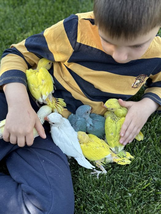 Pui blanzi papagali micul alexandru obisnuiti cu copiii Alexander