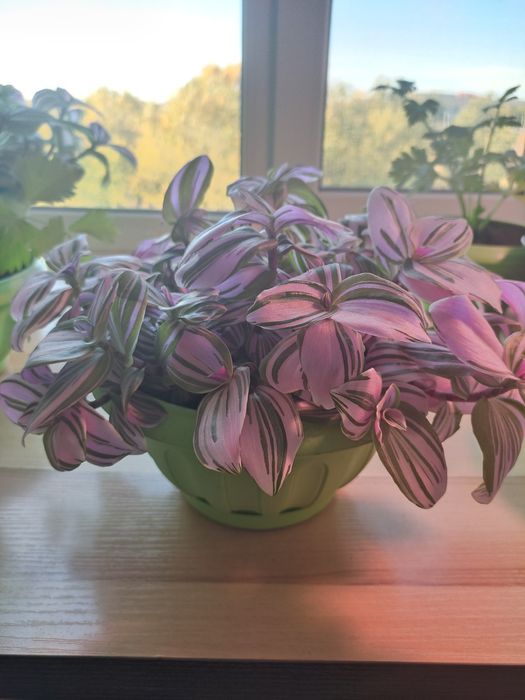 Традесканция Пинк Хилл (Розовый Холм)