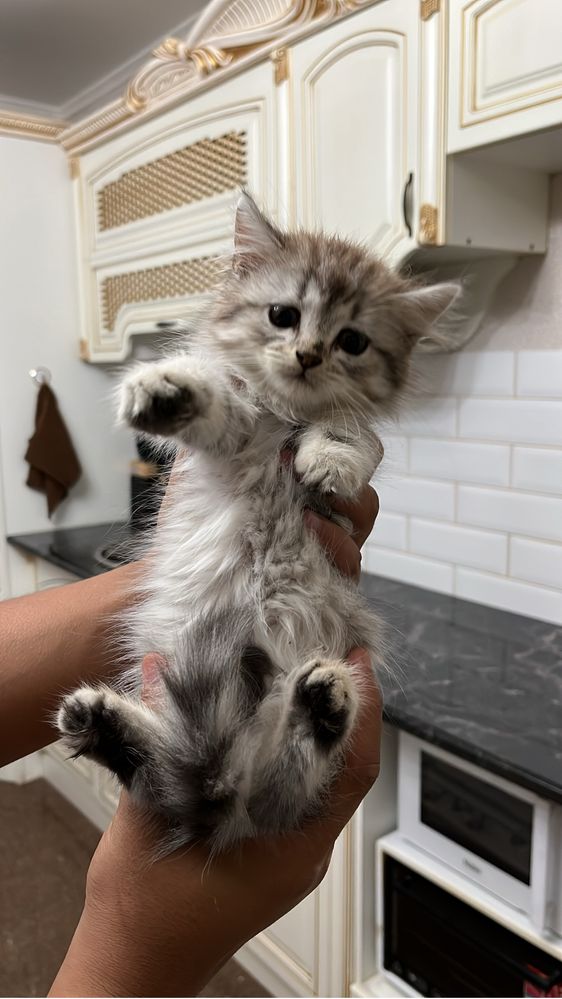 Отдам котенка домашнего в добрые руки