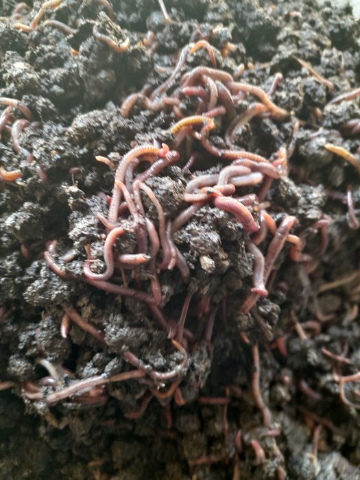 Продаются калифорнийские черви.