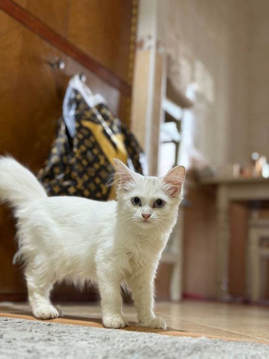 Котенок турецкая ангора