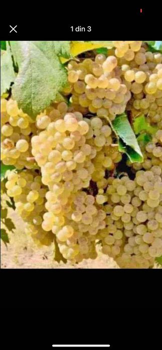 Vând struguri de vin