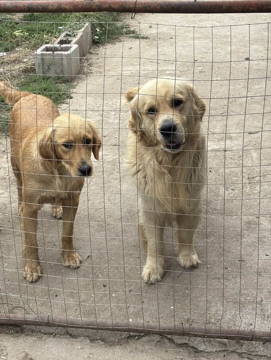 Бебета голдън ретривър