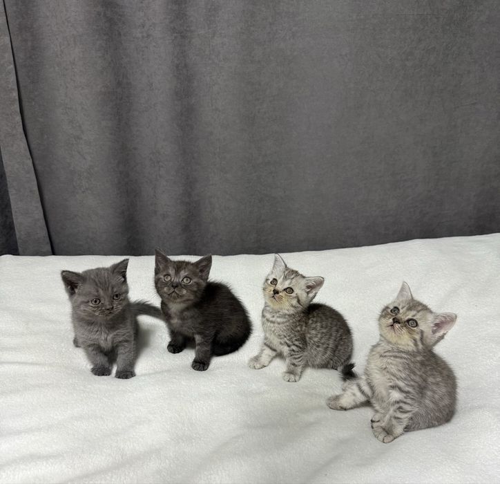 Продам породистых котят