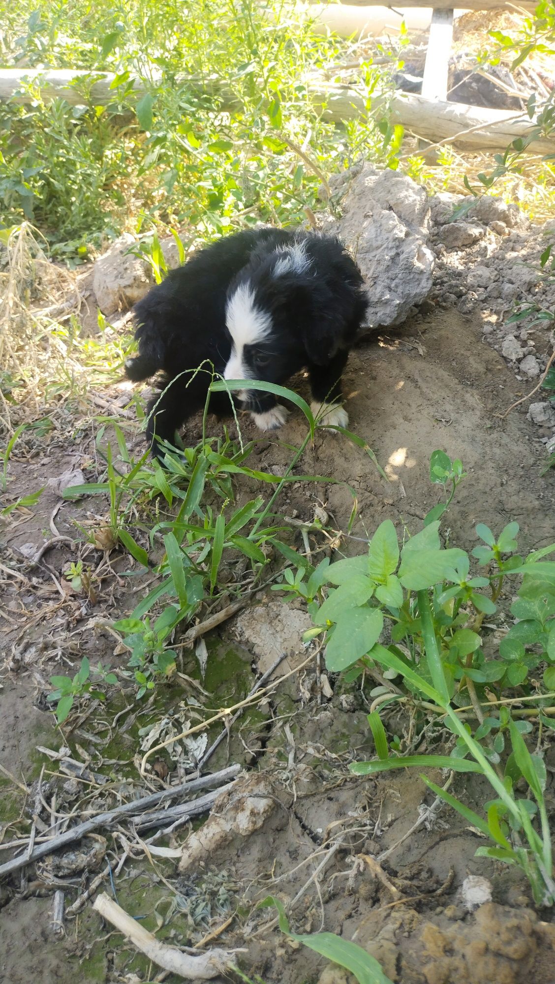 3 it bolalari urg'ochi , erkaki qolmadi.