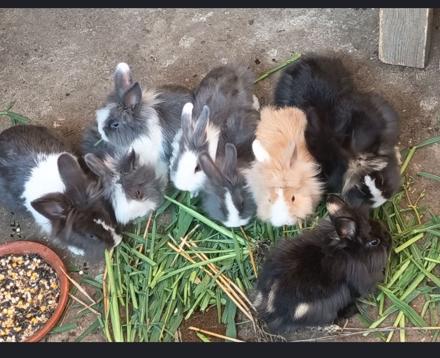 Vând iepuri cap de leu