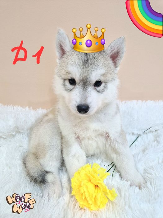 Самая классная малышка от Чемпионов!