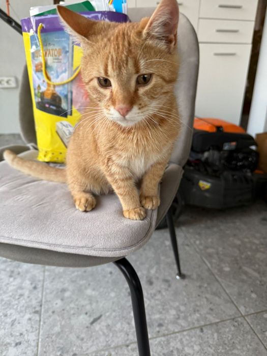 ADOPTIE pui de pisica