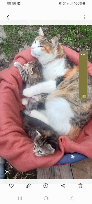 Donez pisică cu doi pisoi jucăuși.