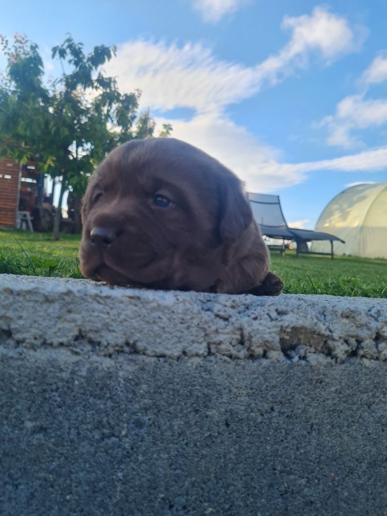 Labrador Retriever