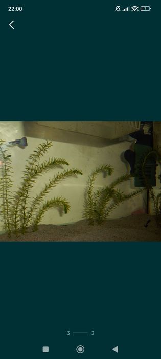Planta de acvariu Egeria Densa