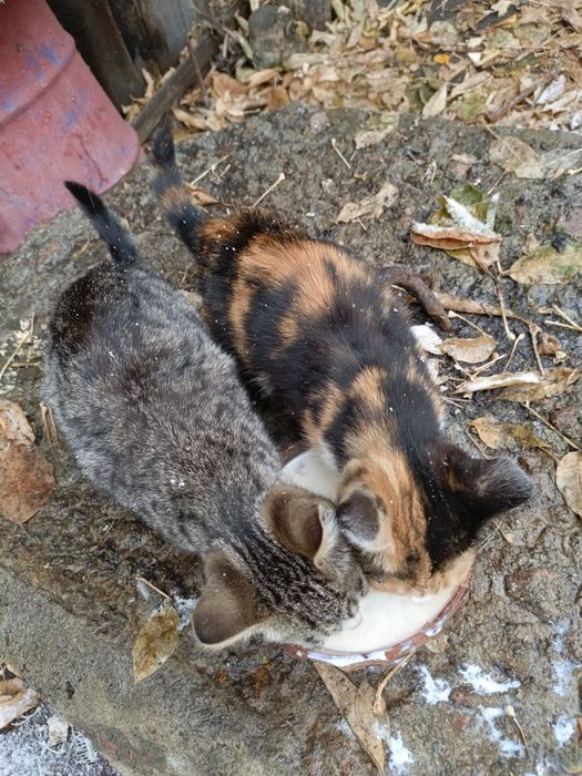 Отдам в добрые руки. Бесплатно.