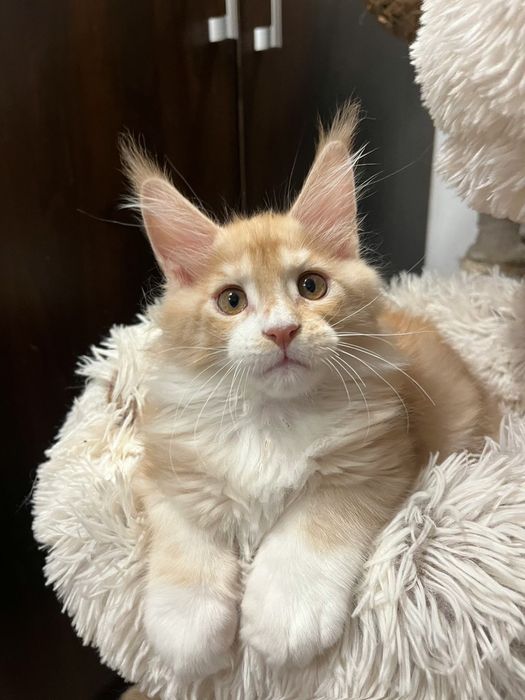 Baietel Maine Coon PEDIGREE Felisa