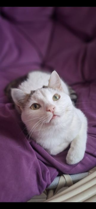 Бесплатно котик!