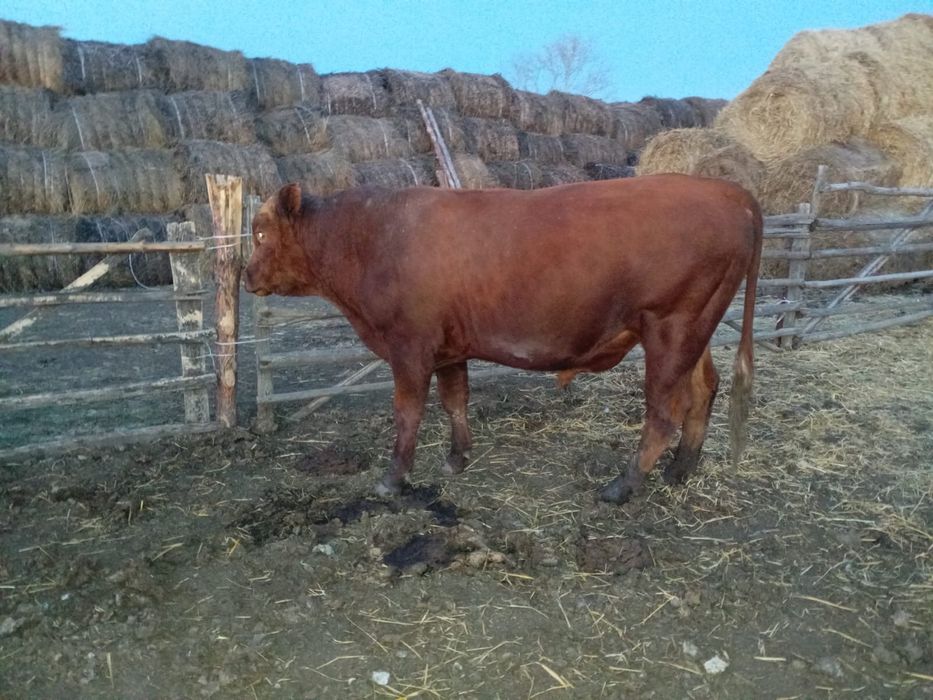 Продам бычкааааа