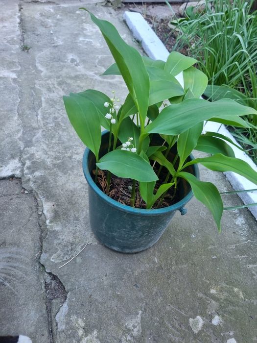 Smochin,tuia,lacramioare,flori de interior