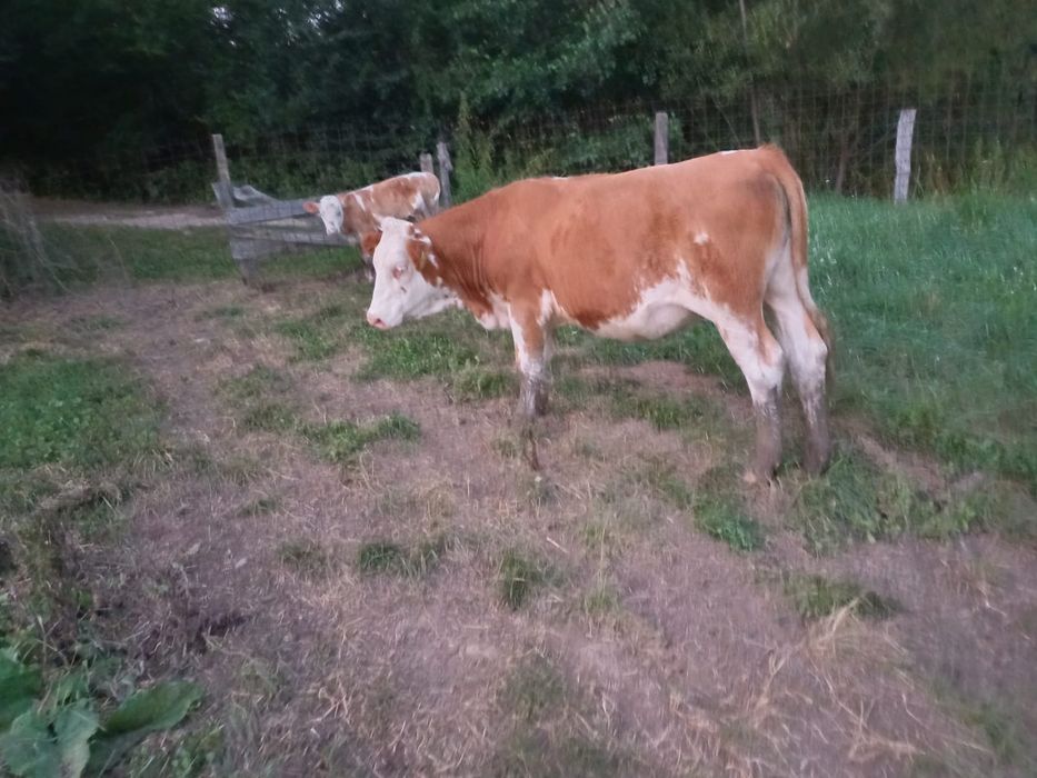 Vand vaci baltata romaneasca