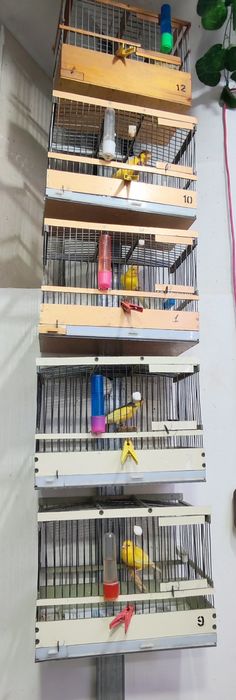 Канарейки самки самцы